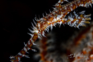 Ornate Ghost pipefish by Julian Cohen 